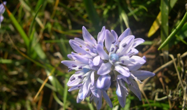 Scilla verna  synonyme Tractema verna (Huds.) 