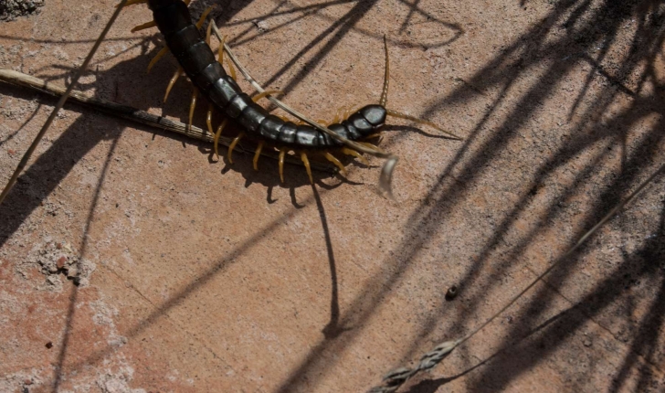 Scolopendra cingulata (Latreille, 1829)