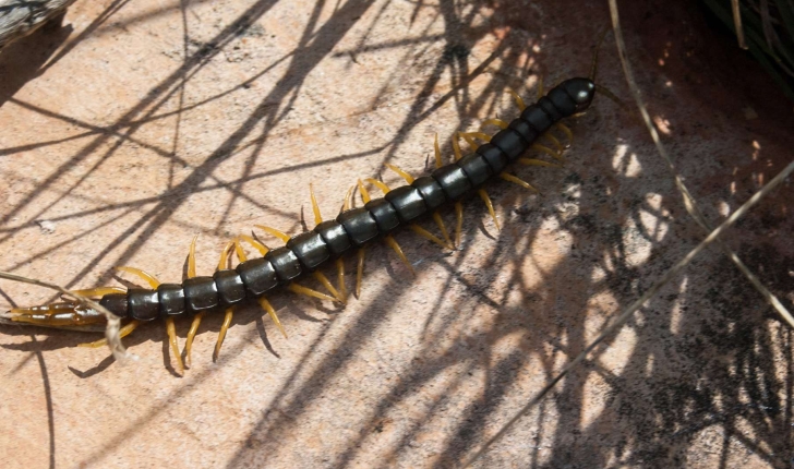 Scolopendra cingulata (Latreille, 1829)