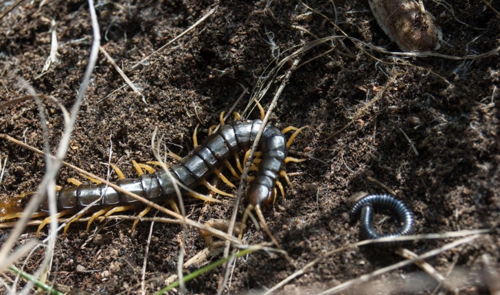 Scolopendra cingulata (Latreille, 1829)