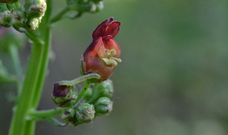 Scrophularia auriculata