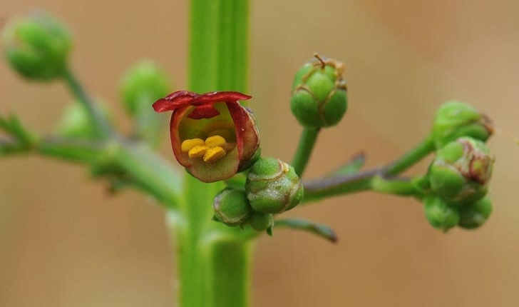 Scrophularia auriculata