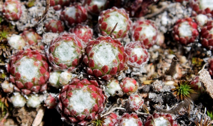 Sempervivum sp.