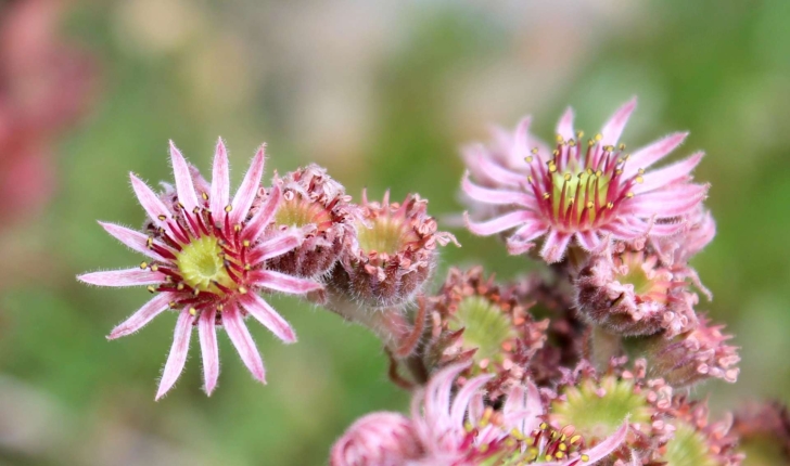 Sempervivum sp.