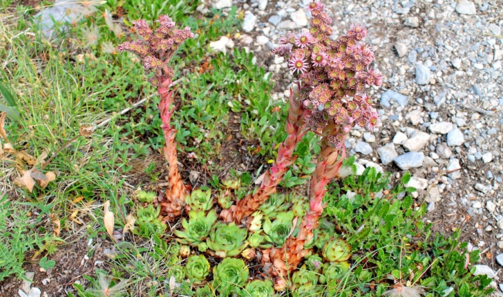 Sempervivum sp.