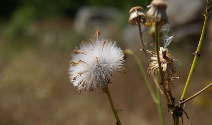 Senecio inaequidens (DC., 1837)