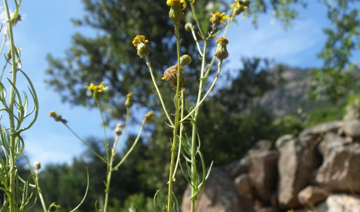 Senecio inaequidens (DC., 1837)