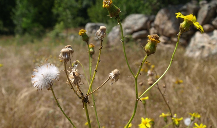 Senecio inaequidens (DC., 1837)