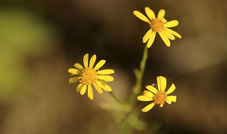 Senecio inaequidens (DC., 1837)