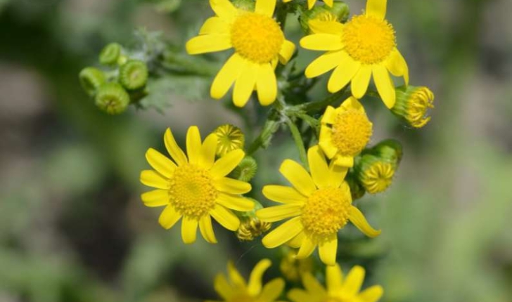 Senecio vernalis (W. et K., 1802)