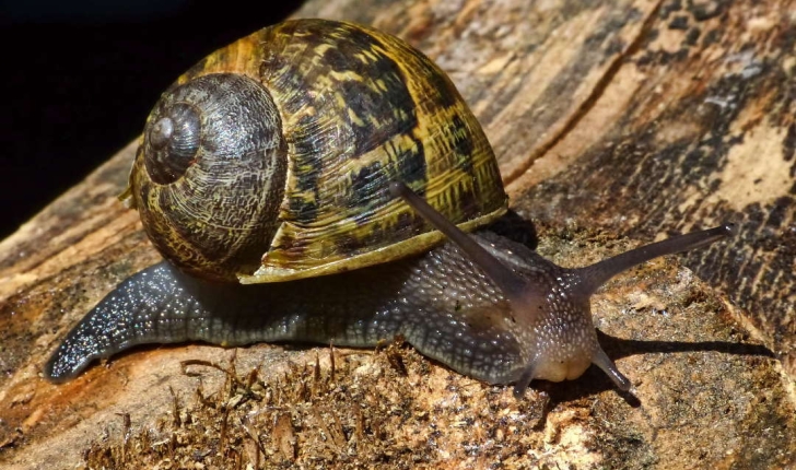 Helix aspersa (Müller 1774)