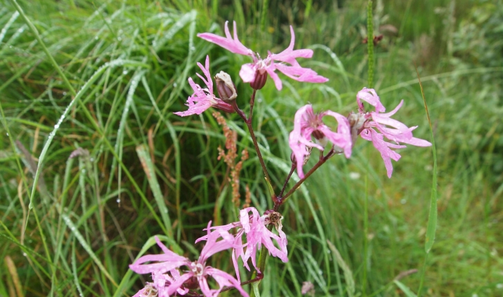 Lychnis flos-cuculi (L., 1753)
