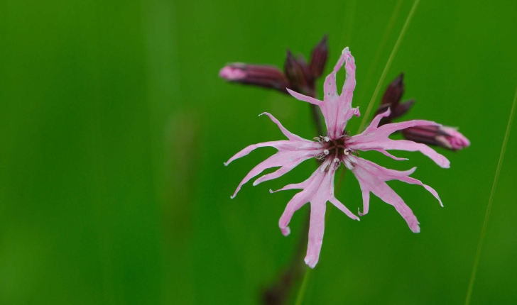 Lychnis flos-cuculi (L., 1753)