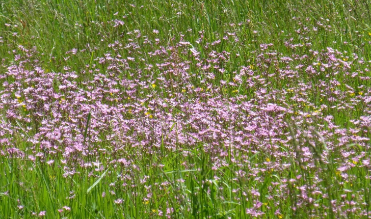Lychnis flos-cuculi (L., 1753)