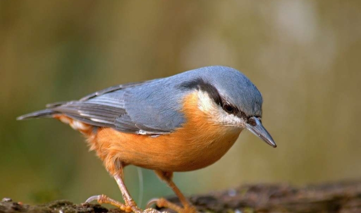 Sitta europaea (Linnaeus, 1758)