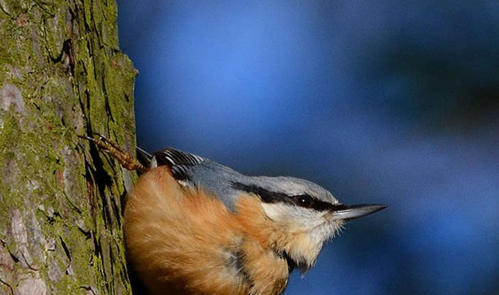 Sitta europaea (Linnaeus, 1758)