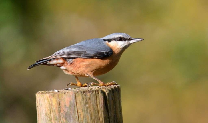 Sitta europaea (Linnaeus, 1758)