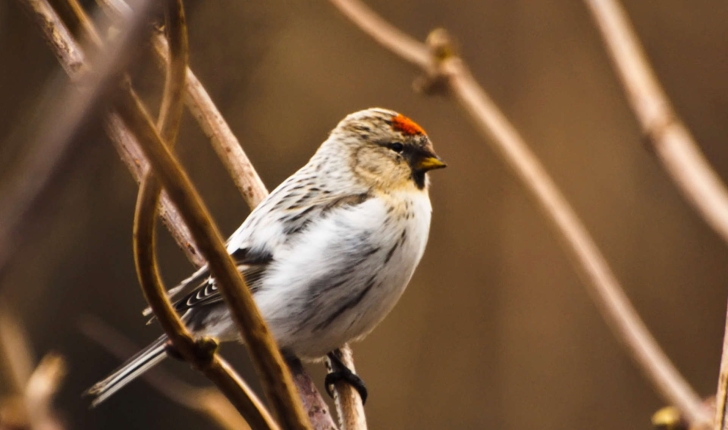 Carduelis flammea (Linnaeus, 1758)