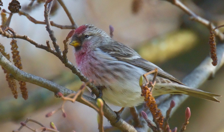 Carduelis flammea (Linnaeus, 1758)
