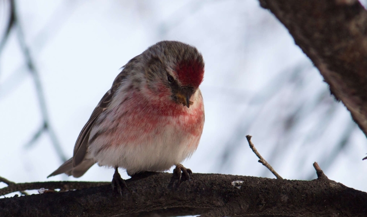 Carduelis flammea (Linnaeus, 1758)