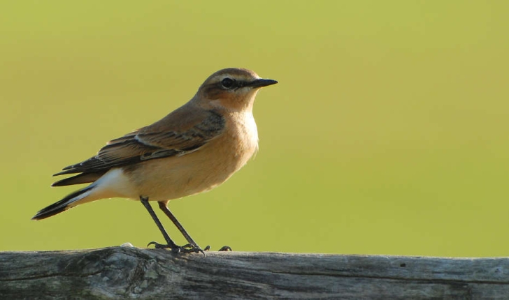 Oenanthe oenanthe (Linnaeus, 1758)