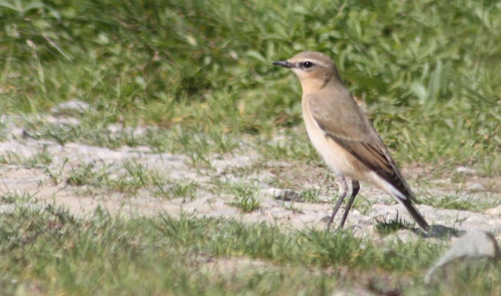 Oenanthe oenanthe (Linnaeus, 1758)