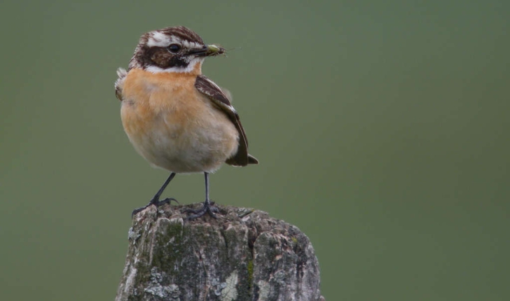 Saxicola rubetra (Linnaeus, 1758)