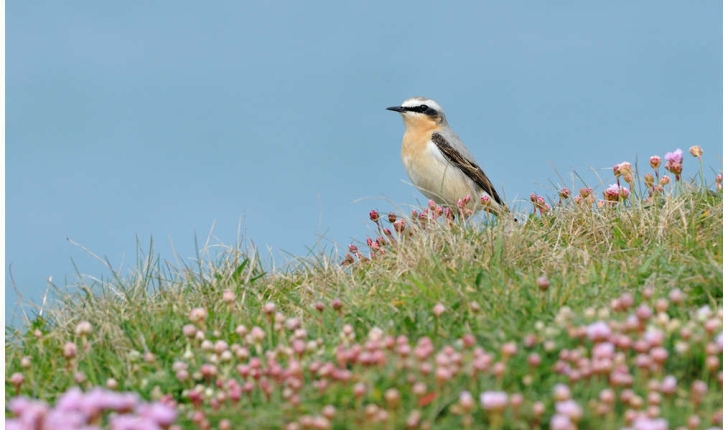 Oenanthe oenanthe (Linnaeus, 1758)