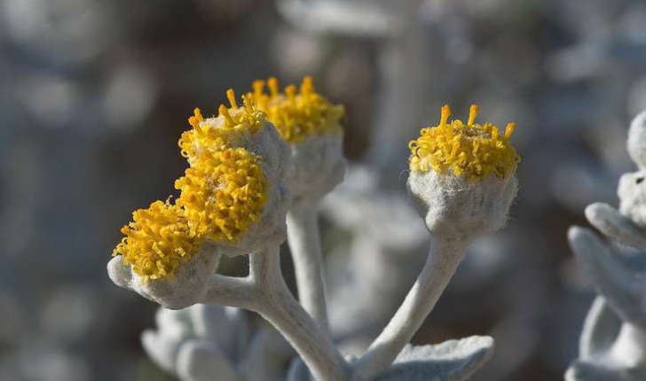 Achillea maritima, (L.) Ehrend. & Y.P.Guo, 2005