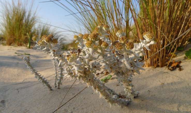 Achillea maritima, (L.) Ehrend. & Y.P.Guo, 2005