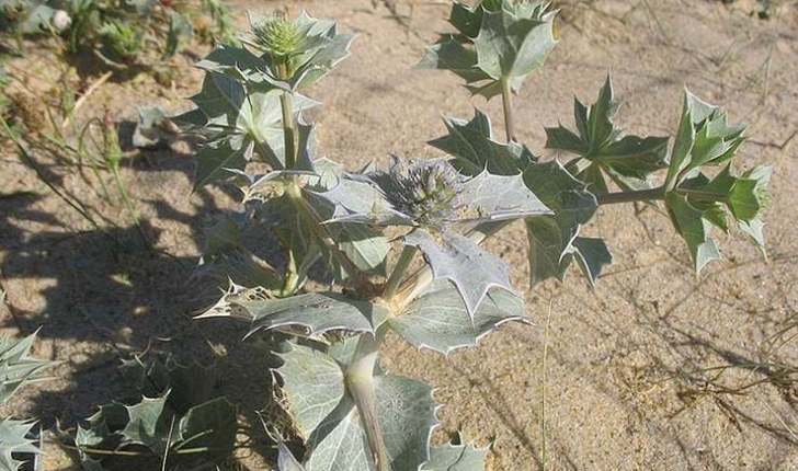 Eryngium maritimum (Linné, 1753)