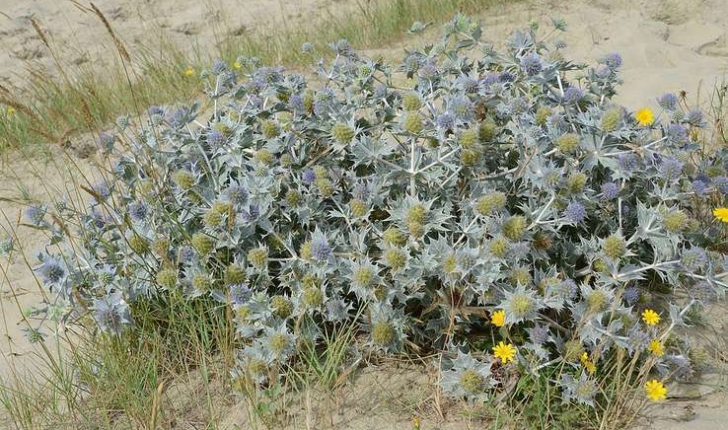 Eryngium maritimum (Linné, 1753)