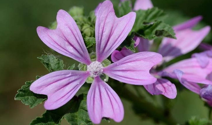 Malva sylvestris (L. 1753)