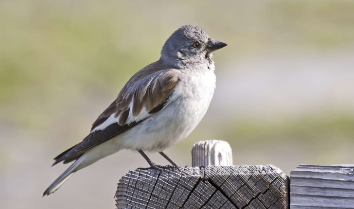 Montifringilla nivalis (Linnaeus, 1766)