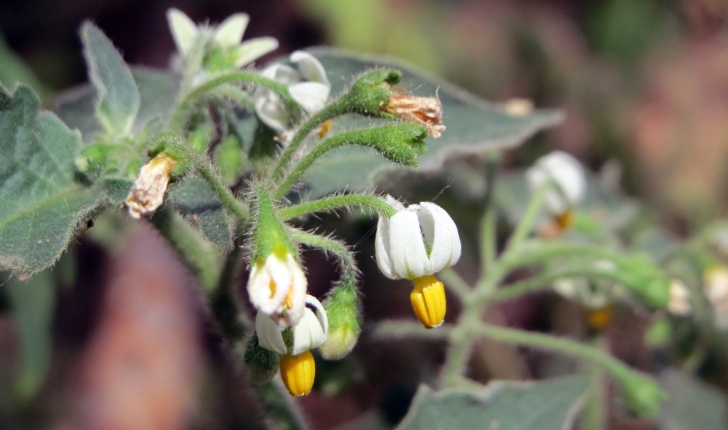 Solanum nigrum L., 1753