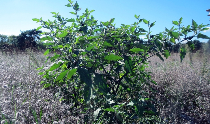 Solanum nigrum L., 1753