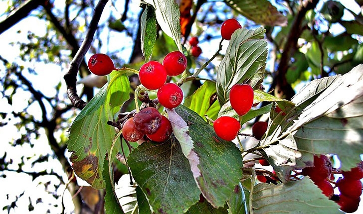 Sorbus aria