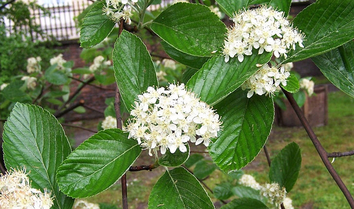 Sorbus aria