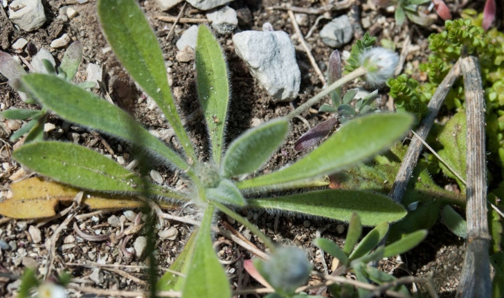 Plantago lagopus (Linné, 1758)