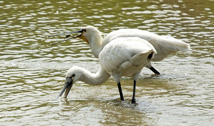 Platalea leucorodia (Linnaeus, 1758)