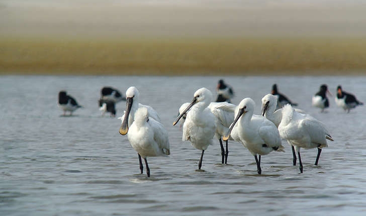 Platalea leucorodia (Linnaeus, 1758)