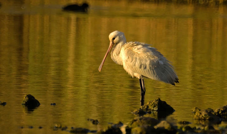 Platalea leucorodia (Linnaeus, 1758)