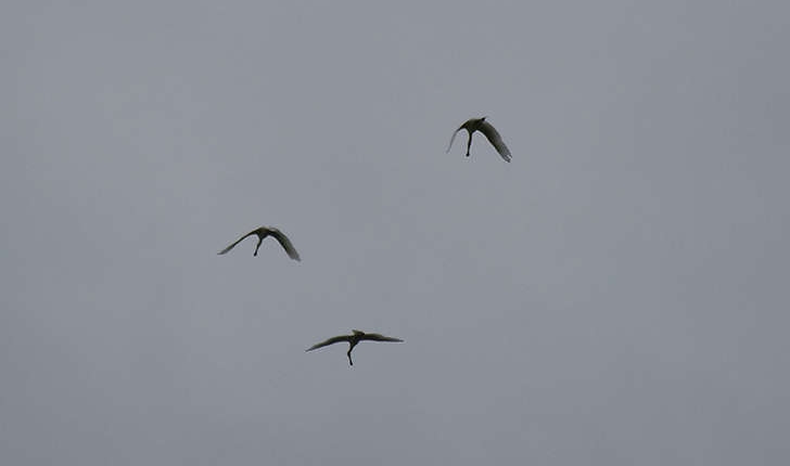 Platalea leucorodia (Linnaeus, 1758)