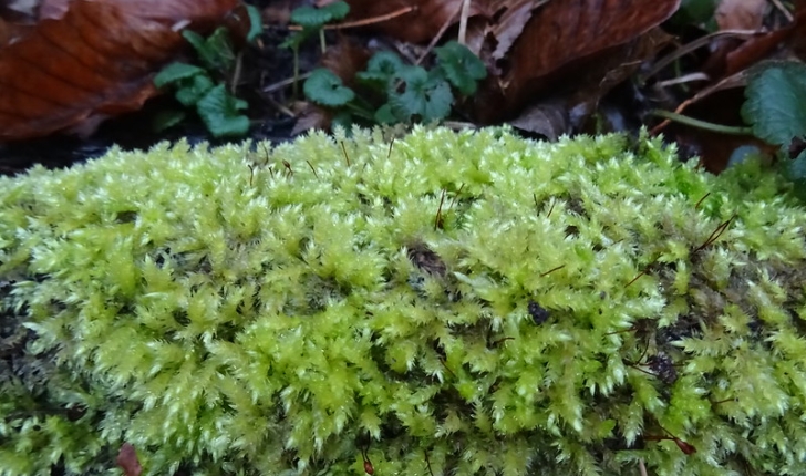 sphagnum sp.