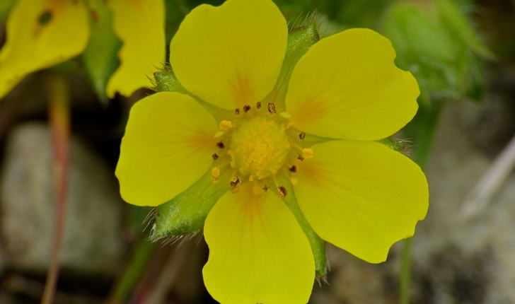 Potentilla verna L.