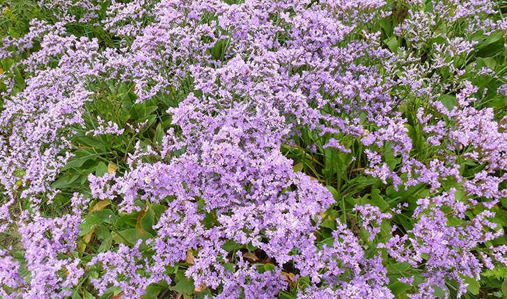 Limonium vulgare (Mill., 1768)