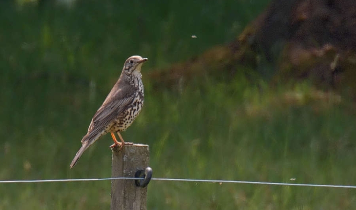 Turdus viscivorus (Linnaeus, 1758)