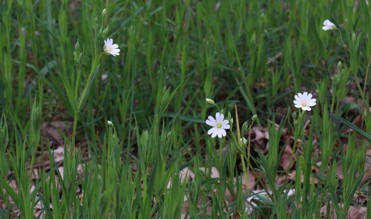 Stellaria holostea L.