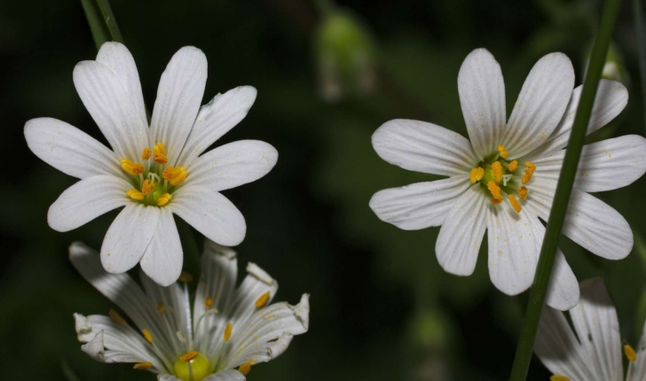 Stellaria holostea L.