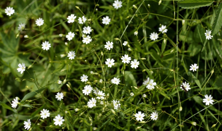 Stellaria graminea L., 1753